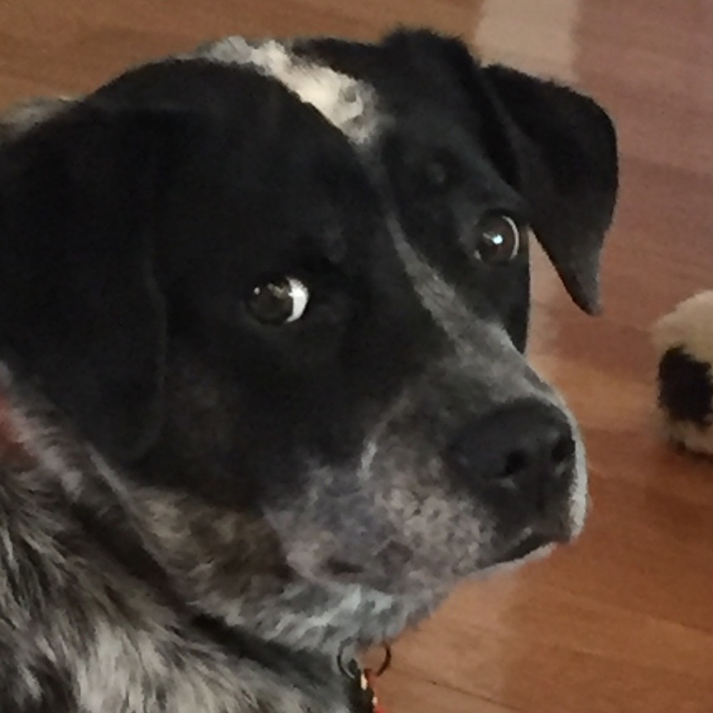 Meet your Posher, Susan